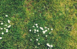 How You Can Have a Properly Looked After Lawn